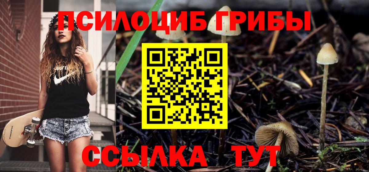 Псилоцибиновые грибы Psilocybine cubensis Саянск